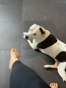 Athena my dog lying on a yoga mat next to my feet as we get ready to start a yoga session.